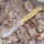Böker Plus Atlas Brass Messing Taschenmesser Slipjoint Clip